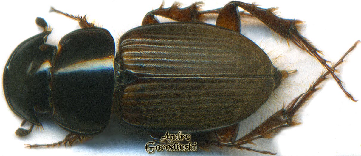 copr/Aphodius transmontanus.jpg